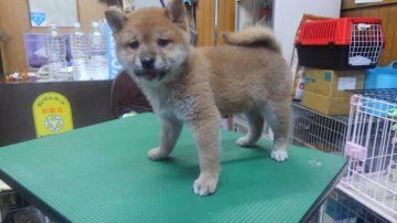 柴犬(標準サイズ)【神奈川県・男の子・2015年10月30日・赤】の写真「小ぶりなイケメン君♪」