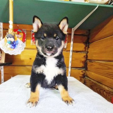 柴犬(豆柴)【神奈川県・男の子・2024年5月10日・黒】の写真「お顔濃いめのカワウソっ子ちゃん💕現在2,0kg」