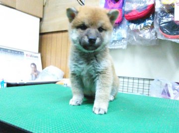 柴犬(標準サイズ)【神奈川県・男の子・2015年3月6日・赤】の写真「まん丸顔のイケメン君です♪」