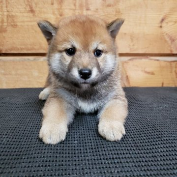 柴犬(標準サイズ)【神奈川県・男の子・2019年8月3日・赤】の写真「７頭兄妹の男の子です🎶」