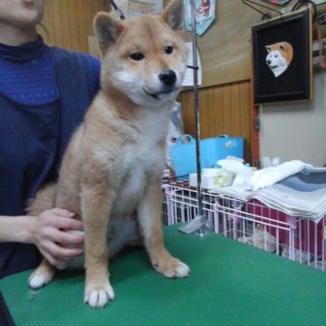 柴犬(標準サイズ)【神奈川県・男の子・2015年12月23日・赤】の写真「誕生日は天皇誕生日‼」