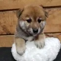 柴犬(標準サイズ)【神奈川県・男の子・2019年8月3日・赤】の写真1「はい♪ポーズ💕」