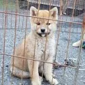 柴犬(標準サイズ)【神奈川県・男の子・2019年11月9日・赤】の写真1「ワクチンも終わってます」