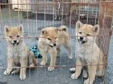 柴犬(標準サイズ)【神奈川県・男の子・2019年11月9日・赤】の写真2「兄弟です💕」