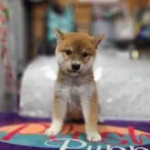 柴犬(標準サイズ)【神奈川県・男の子・2023年5月1日・赤】の写真2