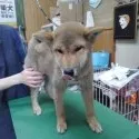 柴犬(標準サイズ)【神奈川県・男の子・2015年12月23日・赤】の写真2「呼ばれると嬉しくて🎵お耳無くなっちゃいます(笑)ﾍﾟﾛｯ💕」