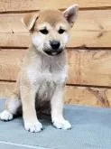 柴犬(標準サイズ)【神奈川県・女の子・2018年7月6日・赤】の写真2「台の上でもお利口さん♪」