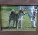 柴犬(標準サイズ)【神奈川県・男の子・2017年10月2日・赤】の写真3「お爺ﾁｬﾝだよぉ(≧︺≦)b」