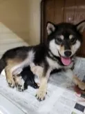 柴犬(標準サイズ)【神奈川県・男の子・2018年6月14日・白】の写真3「ママも人気者ですょ♪♪」