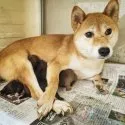 柴犬(標準サイズ)【神奈川県・女の子・2021年8月11日・赤】の写真3「ママも美人さん」