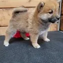 柴犬(標準サイズ)【神奈川県・男の子・2019年8月3日・赤】の写真3