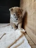 柴犬(標準サイズ)【神奈川県・男の子・2018年10月10日・赤】の写真3「ちょっと照れ屋さん♪♪」