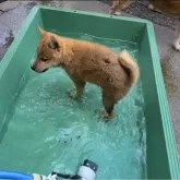 柴犬(標準サイズ)【神奈川県・男の子・2024年5月10日・赤】の写真3「水遊び大好き♪♪」