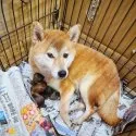 柴犬(標準サイズ)【神奈川県・男の子・2022年1月18日・赤】の写真3「美人顔のママにも会えます♪」