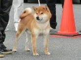 柴犬(標準サイズ)【神奈川県・男の子・2023年2月18日・赤】の写真4「お父さん犬です！！将来的にはこんな感じになります。」