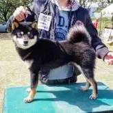 柴犬(標準サイズ)【神奈川県・女の子・2024年5月1日・赤】の写真4「きりっとイケメンお父さんです💕」