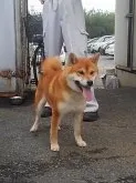 柴犬(標準サイズ)【神奈川県・男の子・2017年10月2日・赤】の写真5「パパ犬です♪イケメンでしょ♥」