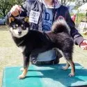 豆柴【神奈川県・男の子・2022年2月23日・黒】の写真5「パパ犬かつお君です♪♪」