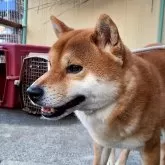 柴犬(標準サイズ)【神奈川県・男の子・2024年1月27日・赤】の写真5「お父ちゃんです💕」