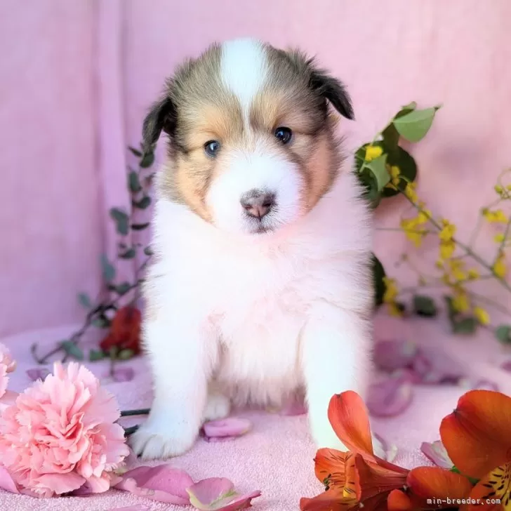 ket 様のお迎えした子犬