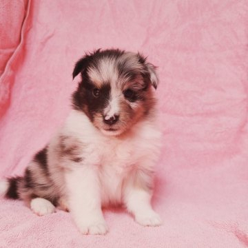 シェットランドシープドッグ【東京都・女の子・2021年2月22日・ブルーマール】の写真「何時もルンルン女の子」