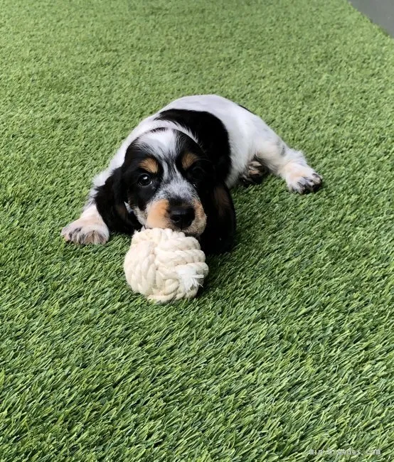 タンタン 様のお迎えした子犬