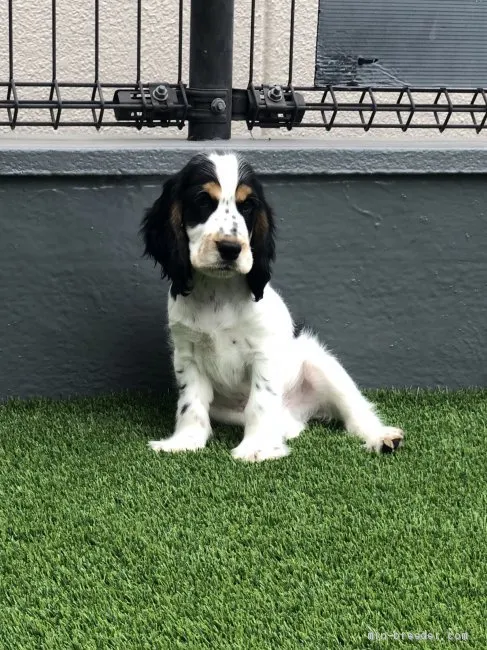 石山 様のお迎えした子犬