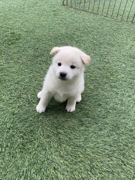 柴犬(標準サイズ)【愛知県・男の子・2021年11月3日・白】の写真「かわいい男の子です」