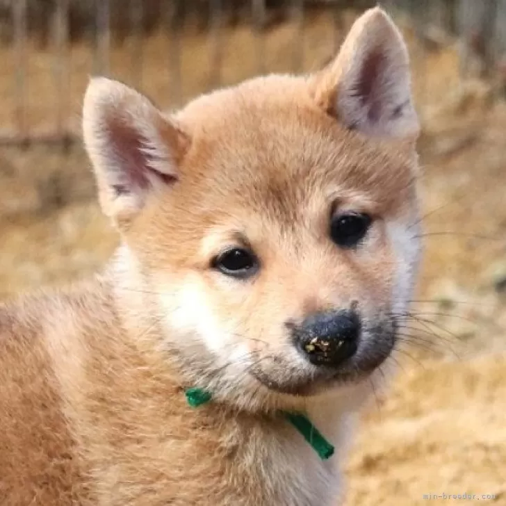 柴犬(標準サイズ)【和歌山県・男の子・2024年8月30日・赤】の写真1