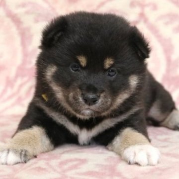 柴犬(標準サイズ)【和歌山県・女の子・2025年2月9日・黒】の写真「ぽっちゃりとして可愛い女の子」