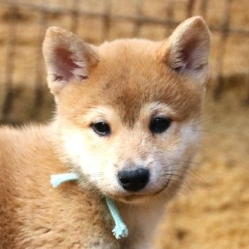 柴犬(標準サイズ)【和歌山県・男の子・2024年8月30日・赤】の写真「ぽっちゃりとして可愛い男の子」