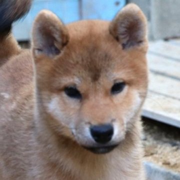 柴犬(標準サイズ)【和歌山県・男の子・2024年8月8日・赤】の写真「やんちゃ坊主」