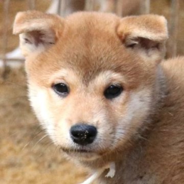 柴犬(標準サイズ)【和歌山県・男の子・2024年8月30日・赤】の写真「ぽっちゃりとして可愛い男の子」