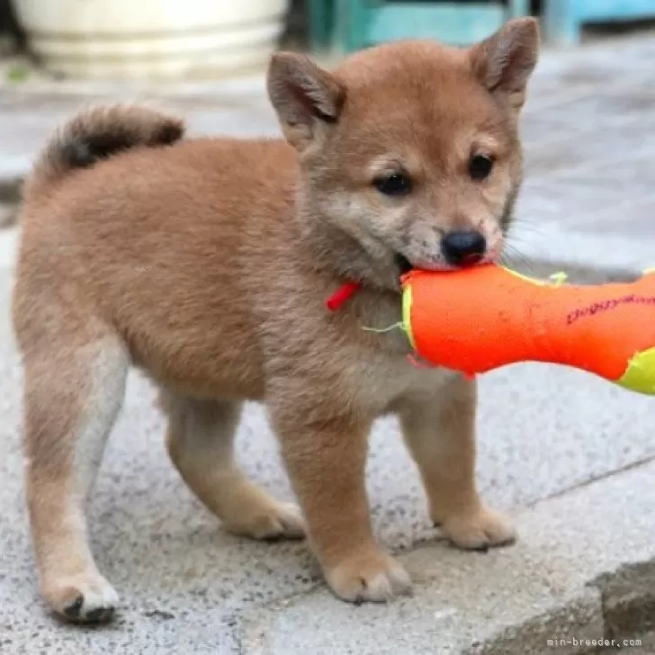 柴犬(標準サイズ)【和歌山県・女の子・2024年8月8日・赤】の写真1