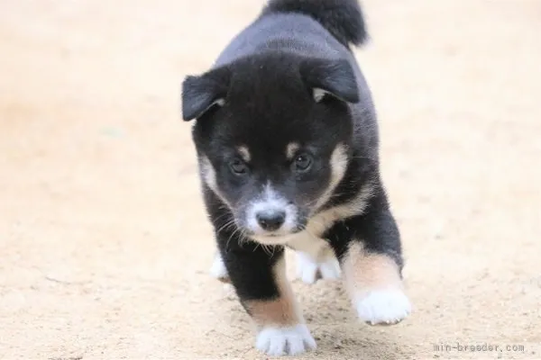 はっさく 様のお迎えした子犬