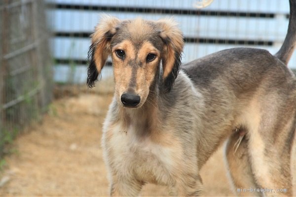 サルーキの子犬をお迎えいただいたお客様の声 口コミ 評判 和歌山県 みんなのブリーダー