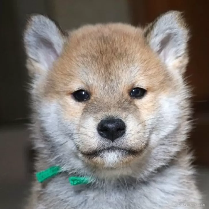 柴犬(標準サイズ)【和歌山県・男の子・2023年11月17日・赤】の写真1「撮影日2024.1.04」