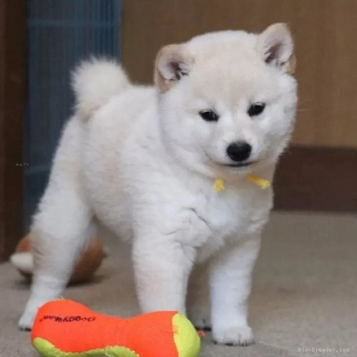 おけい 様のお迎えした子犬