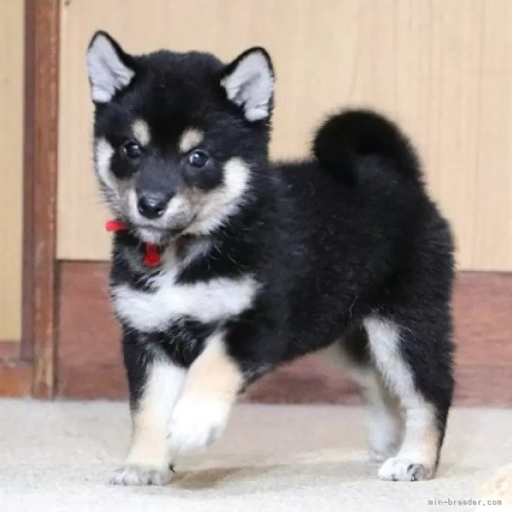 くさやん 様のお迎えした子犬