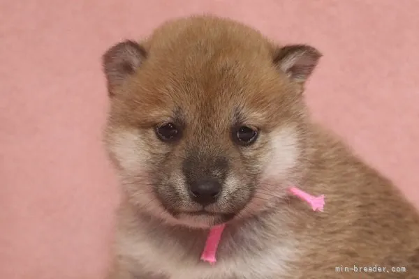 マル 様のお迎えした子犬