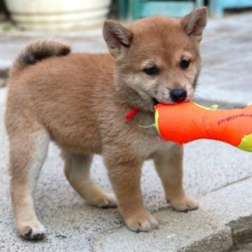 柴犬(標準サイズ)【和歌山県・女の子・2024年8月8日・赤】の写真「ぽっちゃりとして可愛い女の子」