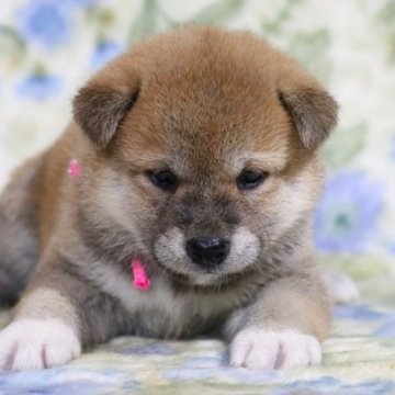 柴犬(標準サイズ)【和歌山県・女の子・2024年8月30日・赤】の写真「ぽっちゃりとして可愛い女の子」