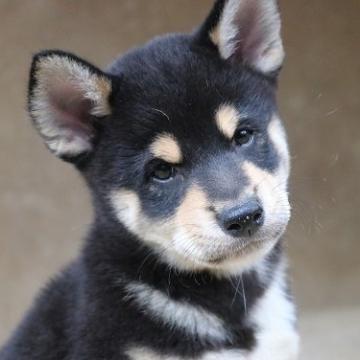 柴犬(標準サイズ)【和歌山県・男の子・2022年7月17日・黒】の写真「ちっちゃくて可愛い男の子」