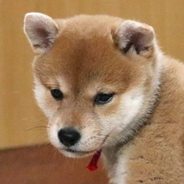 柴犬(標準サイズ)【和歌山県・女の子・2024年9月4日・赤】の写真「ぽっちゃりとして可愛い女の子」