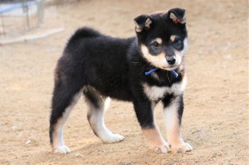 柴犬(標準サイズ)【和歌山県・男の子・2019年11月25日・黒】の写真「イケメンの男の子」