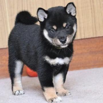 柴犬(標準サイズ)【和歌山県・女の子・2022年8月13日・黒】の写真「ぽっちゃりとして可愛い女の子」