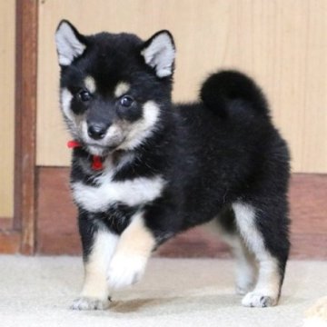 柴犬(標準サイズ)【和歌山県・女の子・2024年8月27日・黒】の写真「ぽっちゃりとして可愛い女の子」