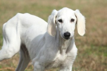 サルーキ【和歌山県・男の子・2019年7月29日・クリーム】の写真「元気な男の子」