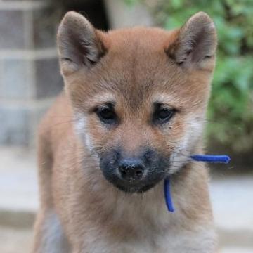 柴犬(標準サイズ)【和歌山県・男の子・2022年8月29日・赤】の写真「ぽっちゃりとして可愛い男の子」