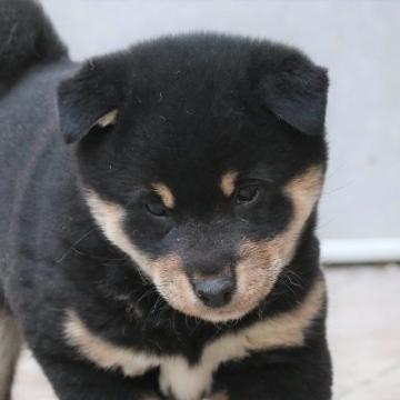 柴犬(標準サイズ)【和歌山県・男の子・2022年11月1日・黒】の写真「ぽっちゃりとして可愛い男の子」